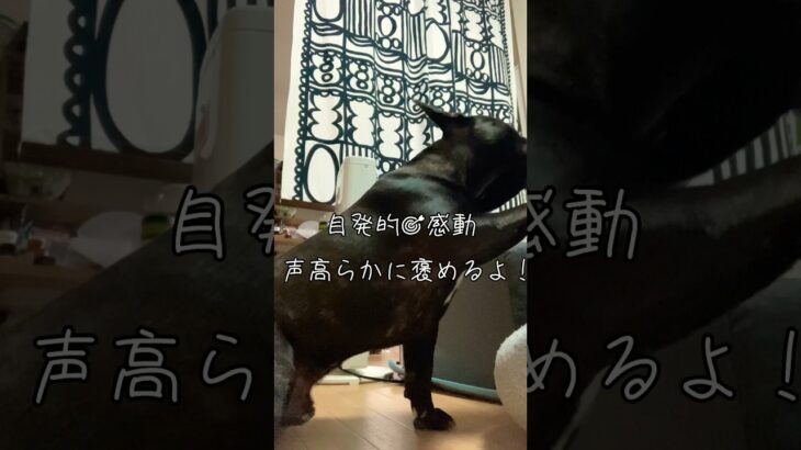 愛犬のしつけ？　「お手」教えたら、すぐできた方法はこちら　#あしゅらご #フレンチブルドッグ #フレブル #shorts 12/15