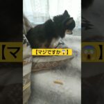 何も出来ない老犬… #チワワ #犬のいる暮らし #しつけ#shorts