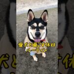 愛犬家の休日【保護犬】   #おすすめ #shorts #犬 #犬飼いたい #dog #待て #犬のいる暮らし #保護犬と暮らす #待て #犬のいる暮らし #保護犬と暮らす