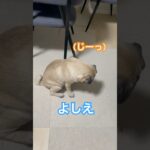 只今しつけ中‼️『待て』の練習成功なるか‼️❓　#shorts #shortvideo #pug #パグ #dog #犬 #しつけ