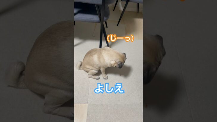 只今しつけ中‼️『待て』の練習成功なるか‼️❓　#shorts #shortvideo #pug #パグ #dog #犬 #しつけ