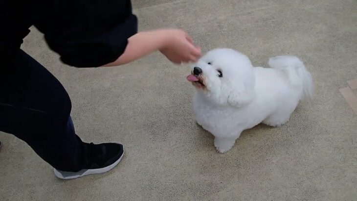 犬の幼稚園 ランディくんとトレーニング