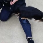 犬の幼稚園 ショコラくんとトレーニング