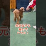 最後のハウスは成功するのか！？#犬 #ラブラドールレトリバー #トイプードル