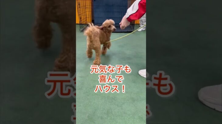 最後のハウスは成功するのか！？#犬 #ラブラドールレトリバー #トイプードル