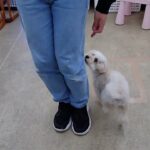 犬の幼稚園 ニコちゃんとトレーニング