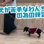 【犬しつけ解説】人・犬が苦手なわんちゃんの為の練習法