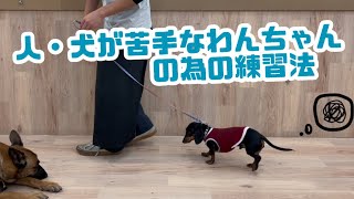 【犬しつけ解説】人・犬が苦手なわんちゃんの為の練習法