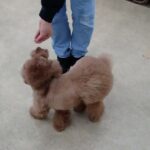 犬の幼稚園 ひなたくんとトレーニング