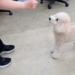 犬の幼稚園 レオくんとトレーニング