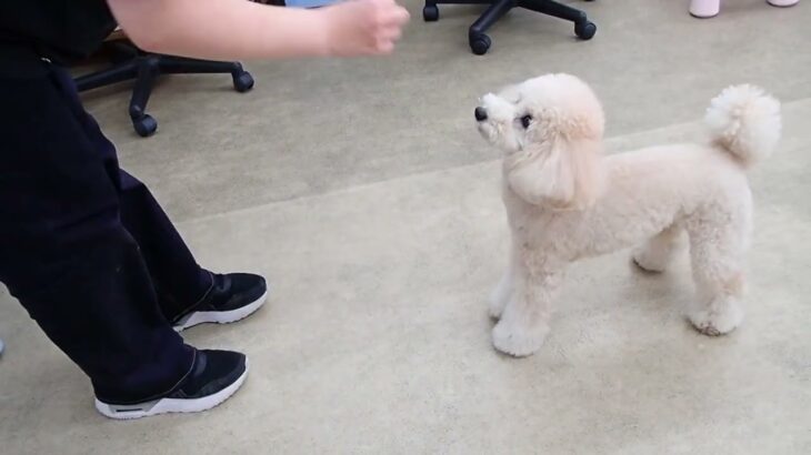 犬の幼稚園 レオくんとトレーニング