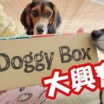 【柴犬】【ビーグル犬】ドギーボックスが届いた！届いた箱は要チェックが止まらない柴犬。本当は要チェックしたいビーグル犬。