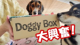 【柴犬】【ビーグル犬】ドギーボックスが届いた！届いた箱は要チェックが止まらない柴犬。本当は要チェックしたいビーグル犬。