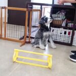 犬の幼稚園 アオくんとトレーニング