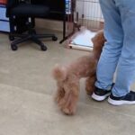 犬の幼稚園 たろうくんとトレーニング