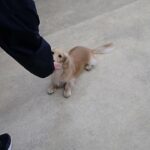 犬の幼稚園 凜ちゃんとトレーニング