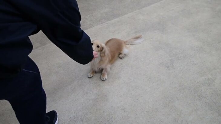 犬の幼稚園 凜ちゃんとトレーニング