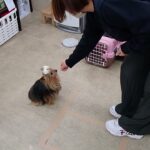 犬の幼稚園 花ちゃんとトレーニング