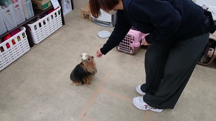 犬の幼稚園 花ちゃんとトレーニング