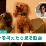 【はじめての多頭飼い】年齢差｜性別｜犬種│しつけなど注意点を獣医師が解説【獣医師ツジノボル】