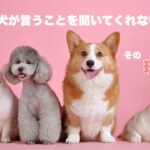 【犬のしつけ】言うことを聞かない理由３つ