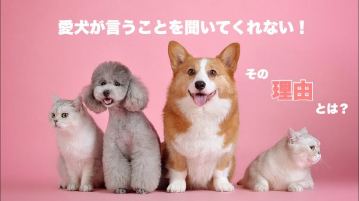 【犬のしつけ】言うことを聞かない理由３つ