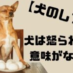 【犬のしつけ】犬は怒られても意味がない？