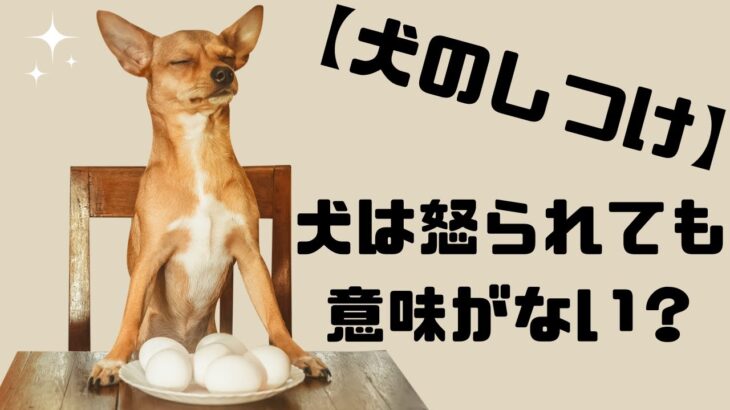 【犬のしつけ】犬は怒られても意味がない？