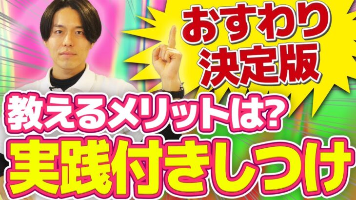 【実践付き犬のおすわり】これを見れば全て分かる。プロドッグトレーナーが徹底解説