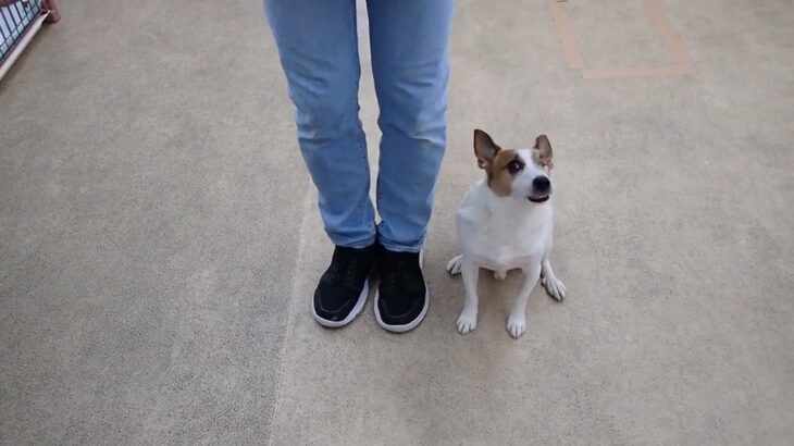 犬の幼稚園 ジャックくんとトレーニング