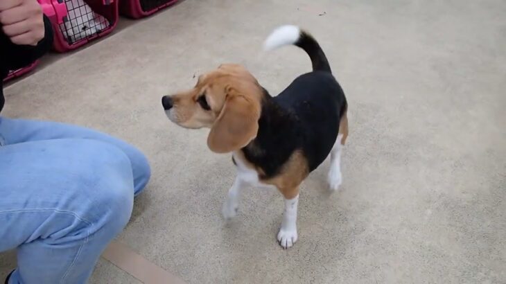 犬の幼稚園 ビオタンちゃんとトレーニング