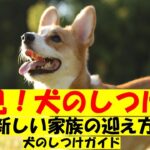 犬の飼い方　しつけの方法