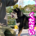 【噛み犬】飼い主に７針縫う大怪我を負わした柴犬に口輪とブラシトレーニング