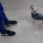 犬の幼稚園 シナモンくんとトレーニング