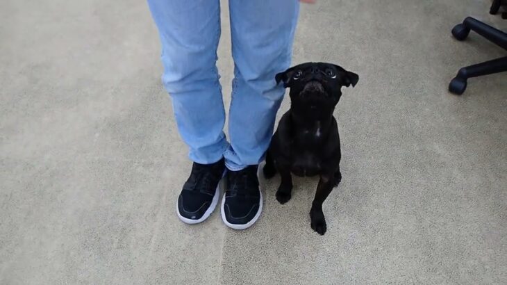 犬の幼稚園 金吾くんとトレーニング