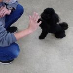 犬の幼稚園 ぺぺくんとトレーニング