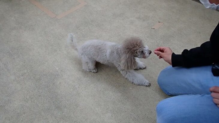 犬の幼稚園 ハニちゃんとトレーニング