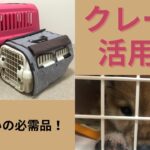 【柴犬】超重要！犬のお家「クレート」の活用目的とそのやり方【実践付き】【花音と学ぶ】