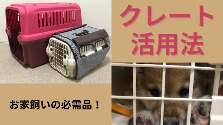 【柴犬】超重要！犬のお家「クレート」の活用目的とそのやり方【実践付き】【花音と学ぶ】