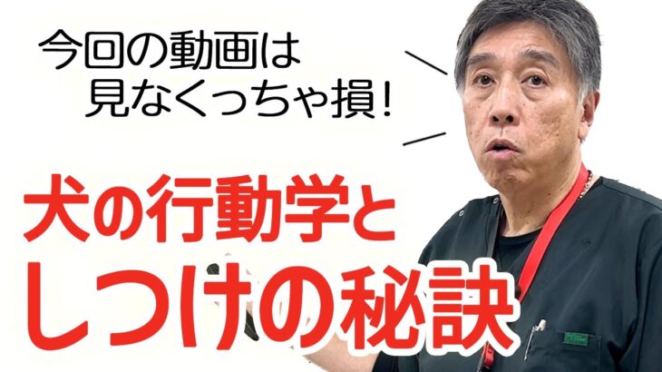 【重要】犬の行動学としつけの秘訣〜しつけはワクチンと同じように命を守る