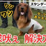 【犬しつけ】【要求吠え】声が大きいワンちゃんの吠えをなんとかしたい！？アイコンタクトの練習方法！【スタンダードダックス】