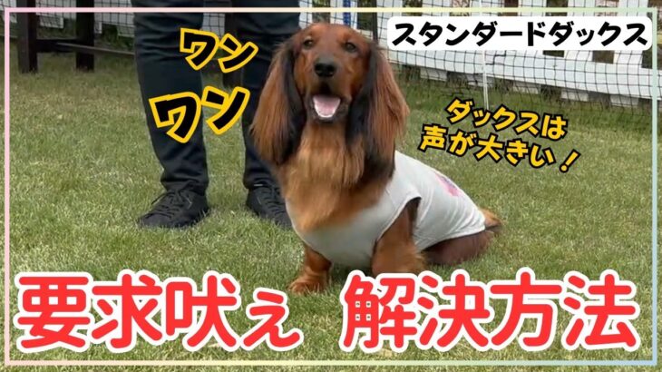 【犬しつけ】【要求吠え】声が大きいワンちゃんの吠えをなんとかしたい！？アイコンタクトの練習方法！【スタンダードダックス】