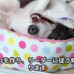 犬のしつけトレーニング方法