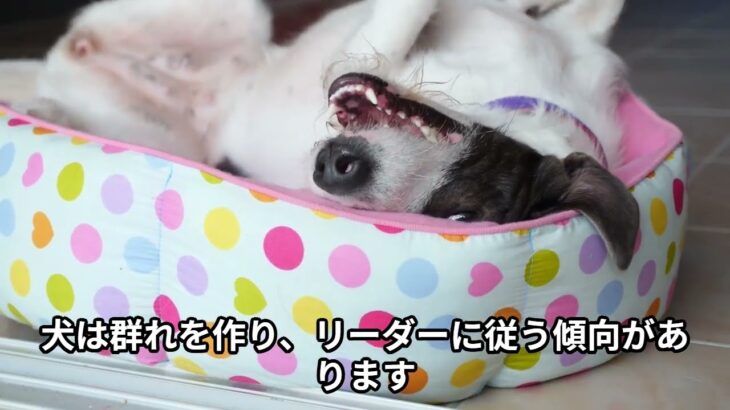 犬のしつけトレーニング方法