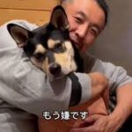 【犬のトレーニング】　ぺす覚えた？「おかわり」と「えいえいおー」