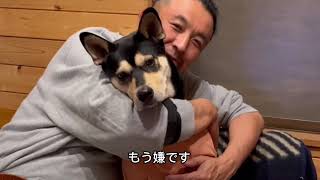 【犬のトレーニング】　ぺす覚えた？「おかわり」と「えいえいおー」