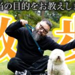 【犬の散歩】９割が勘違いしている散歩の目的とは？一番大事なことはなんなのか教えます