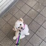 犬の幼稚園 にこちゃんとトレーニング