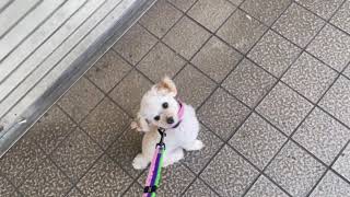 犬の幼稚園 にこちゃんとトレーニング