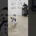 犬の幼稚園 源くんとトレーニング